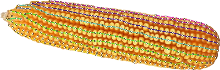 Whole ear with kernel chains traced along each row