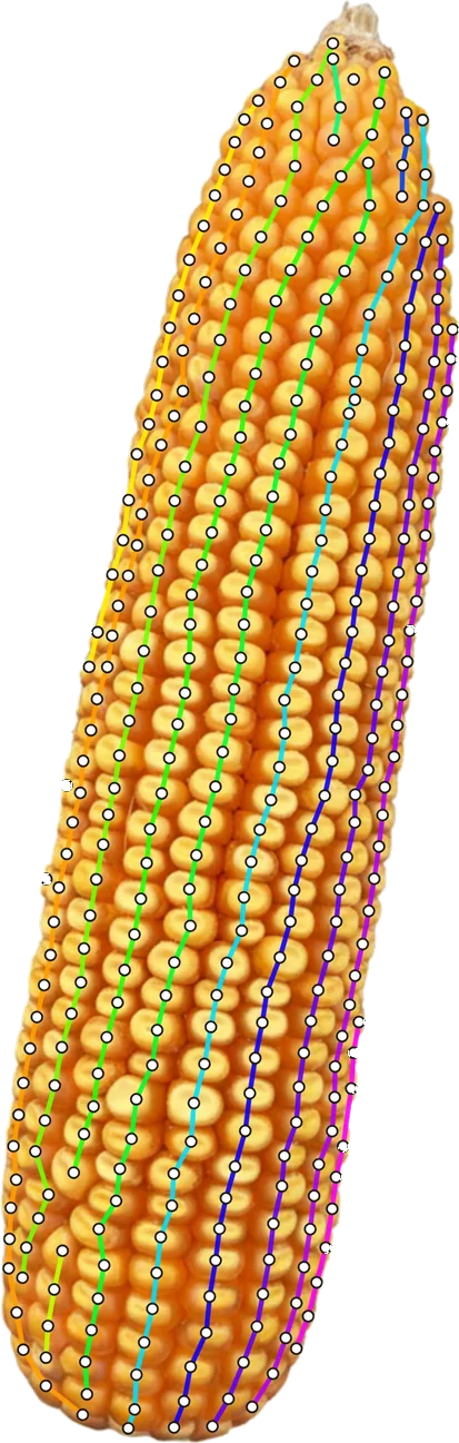Corn ear with kernel chains traced along each row