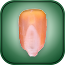 Kernel